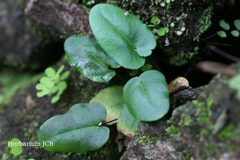 Mickelopteris cordata